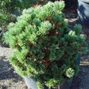 Pinus flexilis 'Kinzie Rose'
