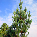 Pinus flexilis 'Laj'