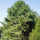 Pinus flexilis 'Vanderwolf Pyramid'