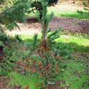 Pinus flexilis 'Wigwam'