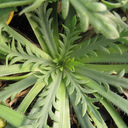Plantago sp. Morocco