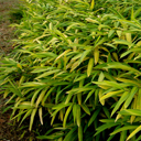 Pleioblastus viridistriatus