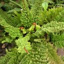 Polystichum setiferum 'Plumosomultilobum'