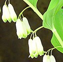 Polygonatum biflorum Qty 24
