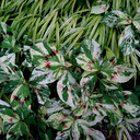Polygonum virginianum 'Painters Pallete'