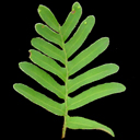 Polypody virginianum