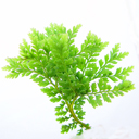 Polystichum setiferum 'Rotundatum Cristatum'