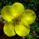 Potentilla fruticosa 'Bear Tooth Pass'