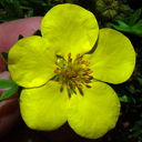 Potentilla fruticosa 'Hollandia Gold'