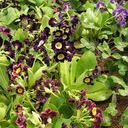 Primula x pubescens 'Gigantea Select'