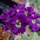 Primula aff. X goeblii ( European sp. auricula Sect.)