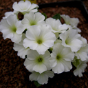 Primula allionii 'Airwave'