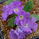 PRIMULA ALLIONII ASSORTMENT 6