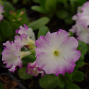 PRIMULA ALLIONII ASSORTMENT 12