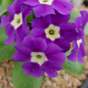 Primula allionii 'Mrs. Peggy Wilson'