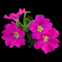 Primula allionii 'Neon'