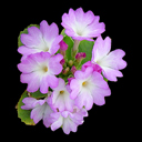 Primula allionii 'Warfedale Butterfly'