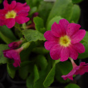 Primula allionii 'Austin'
