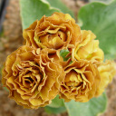 PRIMULA ALLIONII and AURICULA ASSORTMENT 24