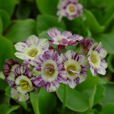 Primula auricula 'Arundel Stripe'