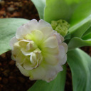 Primula auricula 'Emily P'