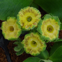 PRIMULA AURICULA ASSORTMENT 12