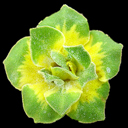 Primula auricula 'Parakeet'