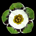 Primula auricula alpina 'Serenity'