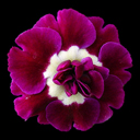 Primula auricula alpina 'Shalford' Primula auricula alpina 'Shalford'