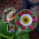 PRIMULA AURICULA ASSORTMENT 6