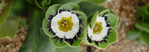 Primula Collection