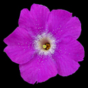 Primula 'Beamish of Hort'