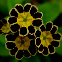 Primula elatior 'Victorian Gold Lace Black'