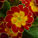 Primula elatior 'Victorian Gold Lace Red'