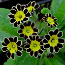 Primula elatior 'Victorian Silver Lace Black'
