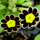 Primula elatior 'Victorian Laced Primroses'