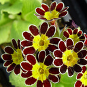 Primula elatior 'Victorian Silver Lace Purple'