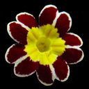Primula elatior (polyantha) 'Gold Laced'