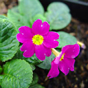Primula juliae hyb. Jeanne Renshaw