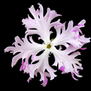 Primula sieboldii 'Isotaka'