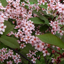 Prunus padus coloratus