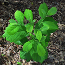 Pterostyrax psilophylla