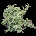 Pyrocantha 'Harlequin'
