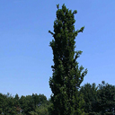 Quercus robur 'Fastigiana' larger