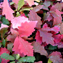Quercus coccinea