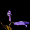 Rabdosia longituba