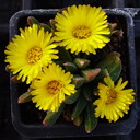 Rabiea albipunctata bethuliae