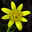 Ranunculus ficaria 'Dusky Maiden'