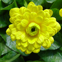 Ranunculus ficaria 'Greencourt Gold'