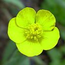 Ranunculus gramineus